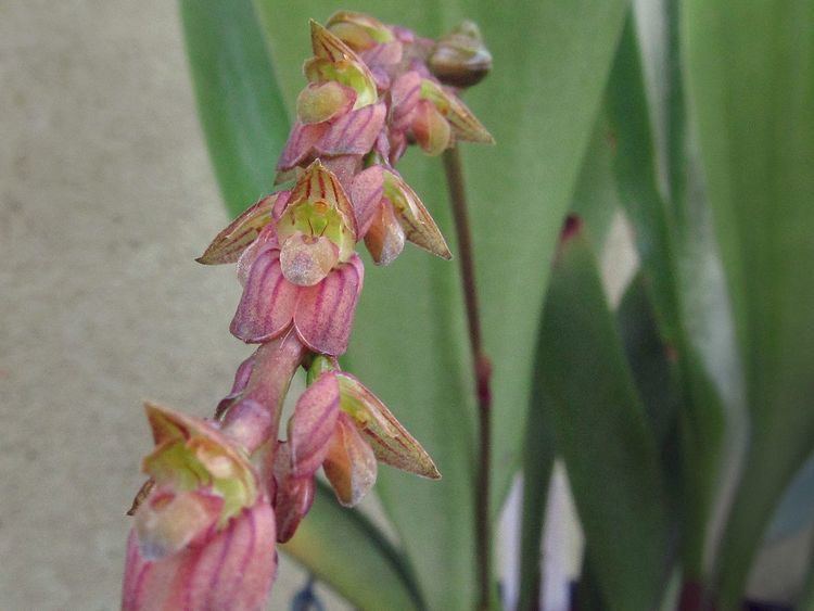 Bulbophyllum rigidum