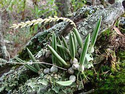 Bulbophyllum rupicola httpsuploadwikimediaorgwikipediacommonsthu