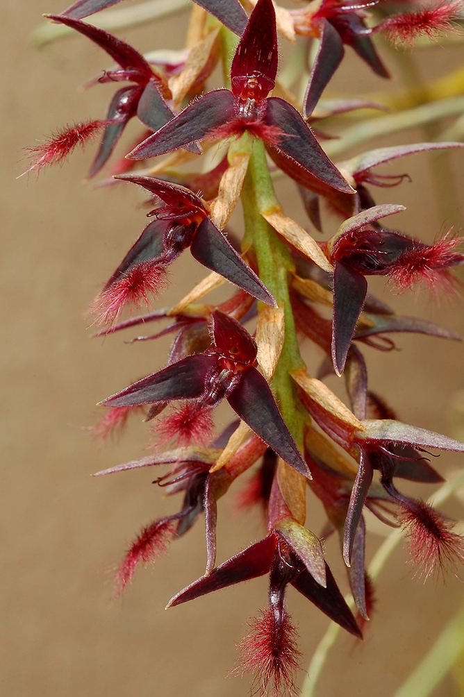 Bulbophyllum saltatorium IOSPE PHOTOS