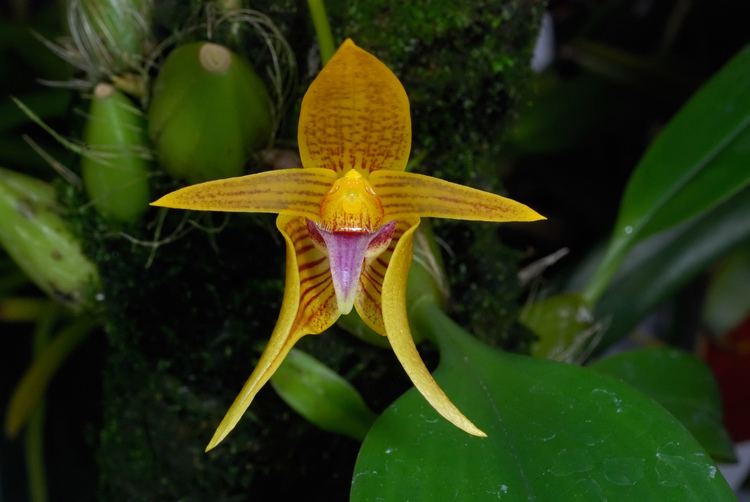 Bulbophyllum smitinandii IOSPE PHOTOS