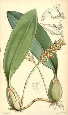 Bulbophyllum sterile httpsuploadwikimediaorgwikipediacommonsthu
