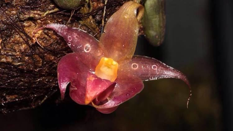 Bulbophyllum translucidum