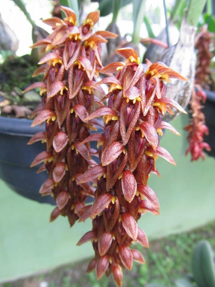 Bulbophyllum tricornoides