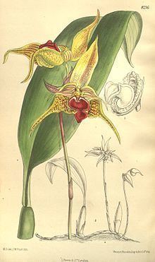 Bulbophyllum uniflorum httpsuploadwikimediaorgwikipediacommonsthu