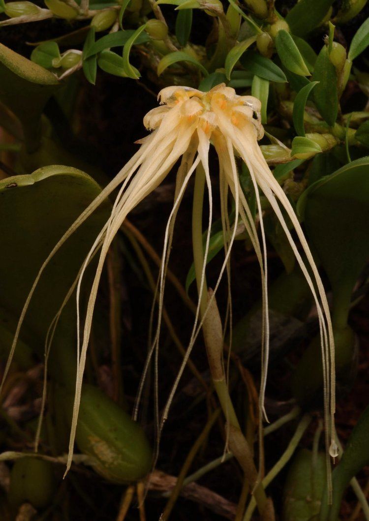 Bulbophyllum vaginatum IOSPE PHOTOS