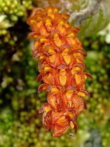 Bulbophyllum wangkaense httpsuploadwikimediaorgwikipediacommonsthu