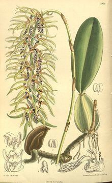 Bulbophyllum weddelii httpsuploadwikimediaorgwikipediacommonsthu