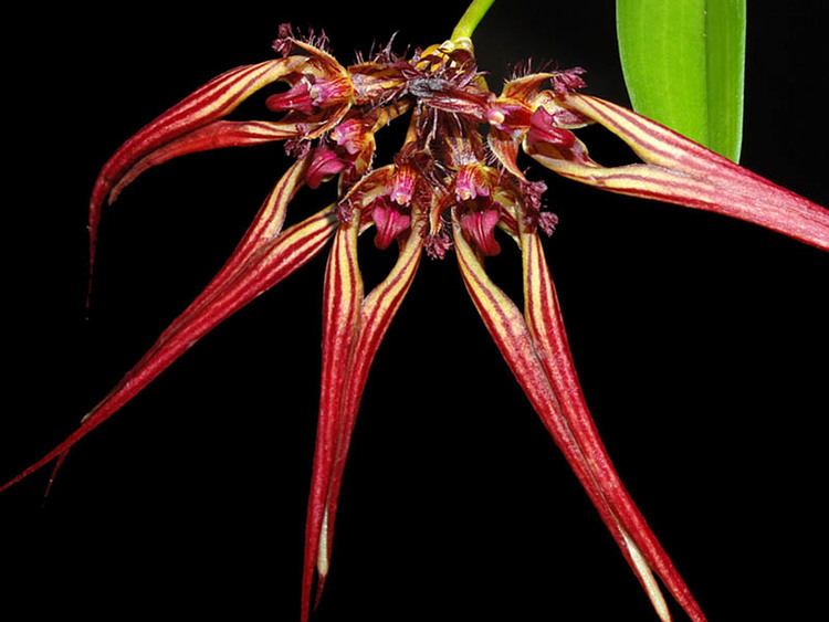 Bulbophyllum wendlandianum wwworchidspeciescomorphotdirbulbwendlandianumjjpg