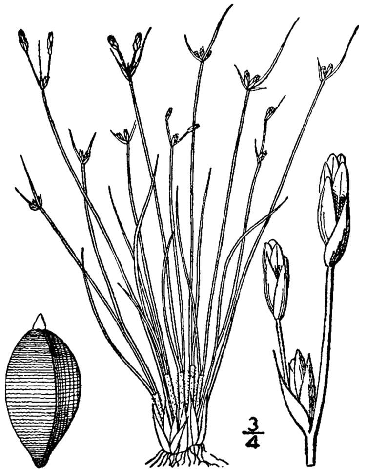 Bulbostylis capillaris Bulbostylis capillaris Wikipedia