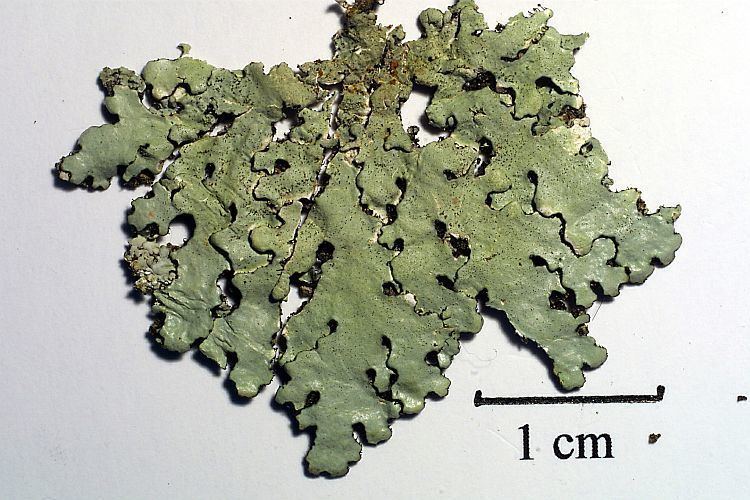 Bulbothrix Bulbothrix isidiza Pictures of Tropical Lichens