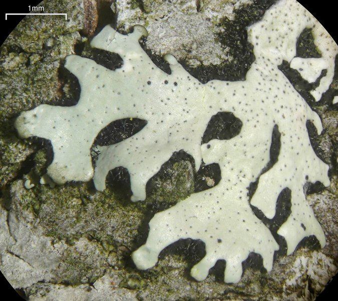Bulbothrix Ways of Enlichenment Lichens of North America