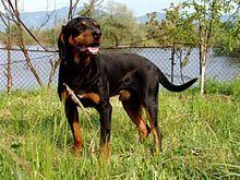 Bulgarian Scenthound httpsuploadwikimediaorgwikipediacommonsthu