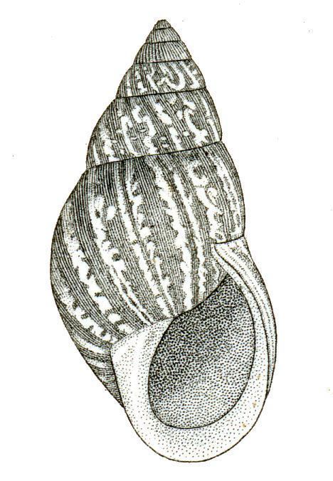 Bulimulus dealbatus