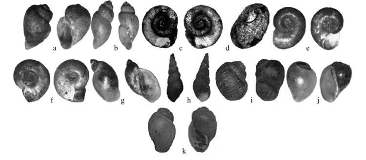 Snail species recovered from the selected river bodies a. Bulinus... |  Download Scientific Diagram