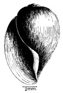 Bulinus globosus httpsuploadwikimediaorgwikipediacommonsthu