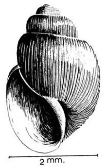 Bulinus reticulatus httpsuploadwikimediaorgwikipediacommonsthu