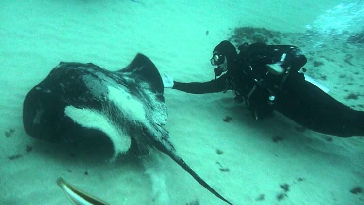 Bull ray Close encounter with a Bull Ray by TBD Team YouTube