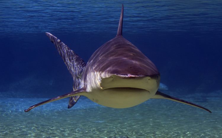 Bull shark Bull Shark Shark Facts and Information