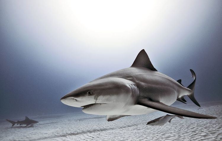 Bull shark Bull Sharks Bull Shark Pictures Bull Shark Facts National