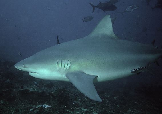 Bull shark Bull shark Wikipedia