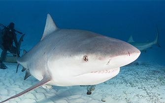 Bull shark Bull Shark Sharkopedia