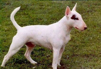 Bull Terrier Bull Terrier Dog Breed Information and Pictures