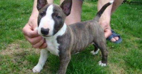 Bull Terrier (Miniature) 1000 ideas about Miniature Bull Terrier on Pinterest Bull terrier