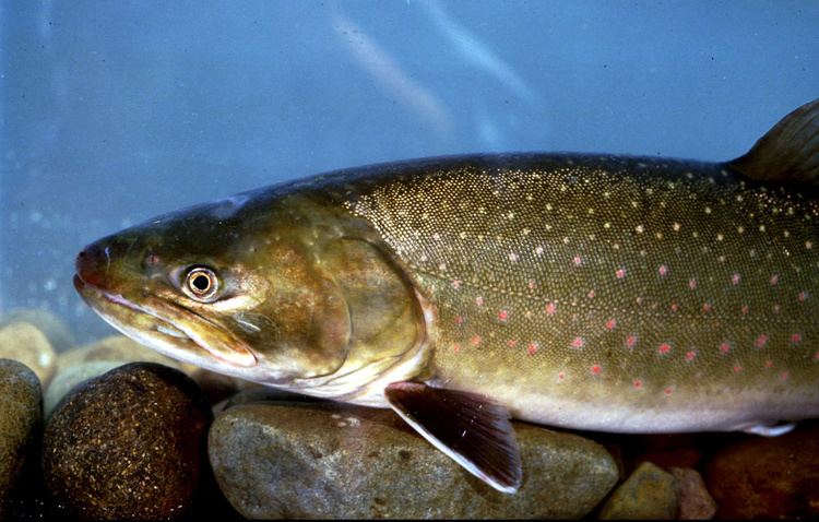 Bull trout The mighty bull trout The SpokesmanReview