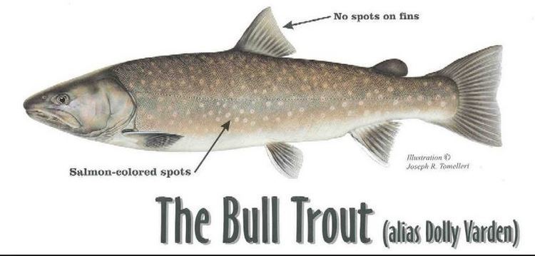 Bull trout Bull Trout Facts and Info Troutstercom