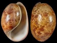Bulla (gastropod) wwwgastropodscomShellImagesThumbNailsABTN