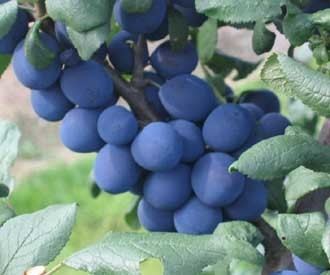 Bullace Damson Cherry Plum and Bullace trees for sale Buy fruit trees online