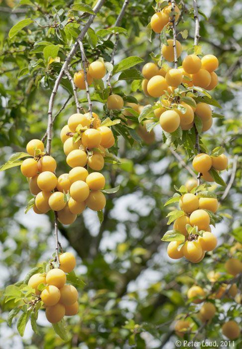 Bullace 1000 images about BULLACE39S on Pinterest Prunus Kitchen yellow