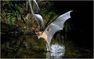 Bulldog bat Greater Bulldog Bat Fishing Bat