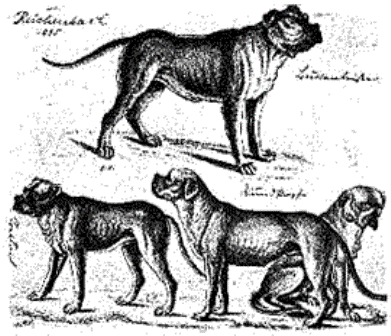 Bullenbeisser Bullenbeisser Breed Information History Health Pictures and more