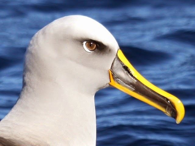 Buller's albatross HarPer39s bizarre a naturalist39s miscellany Portraits amp Profiles