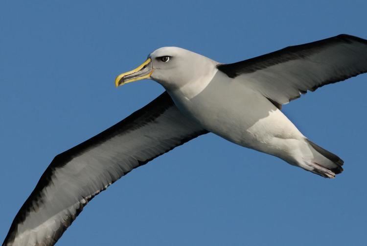 Buller's albatross Buller39s mollymawk New Zealand Birds Online