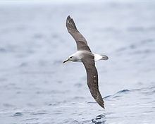 Buller's albatross httpsuploadwikimediaorgwikipediacommonsthu