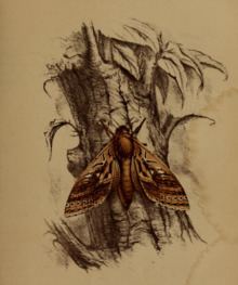 Buller's moth httpsuploadwikimediaorgwikipediacommonsthu