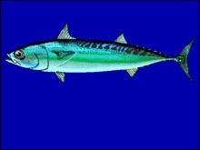 Bullet tuna httpsuploadwikimediaorgwikipediacommonsthu