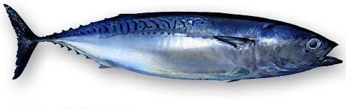 Bullet tuna Tumbrell Bullet Tuna