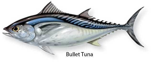 Bullet tuna Bullet Tuna