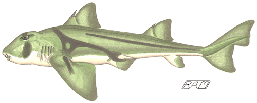 Bullhead shark wwwelasmoresearchorgeducationcolorilloshete