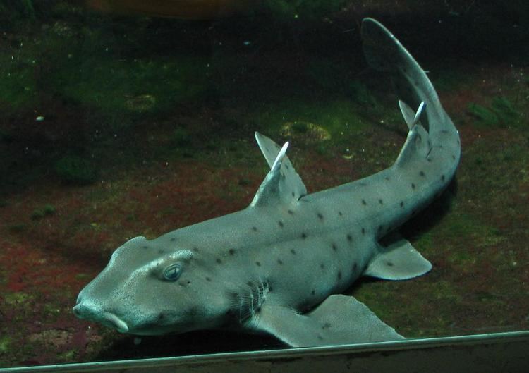 Bullhead shark Bullhead shark Wikipedia
