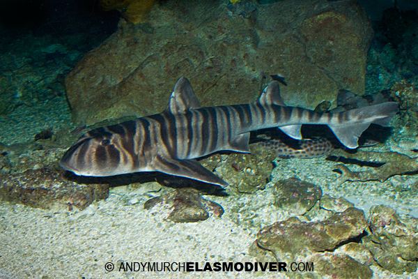 Bullhead shark Zebra Bullhead Shark information and images of Heterodontus zebra