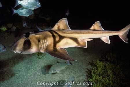 Bullhead shark Shark Savers Bullhead Sharks