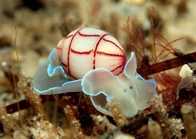 Bullina lineata Let39s do Some Zoology Redlined Bubble Snail Bullina lineata