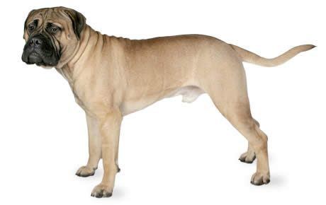 Bullmastiff Bullmastiff Dog Breed Information Pictures Characteristics amp Facts