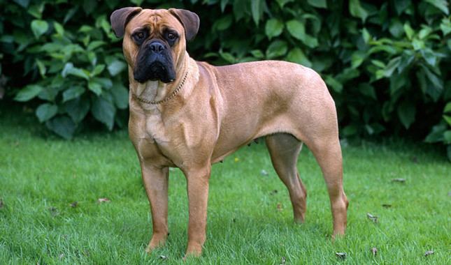 Bullmastiff Bullmastiff Dog Breed Information