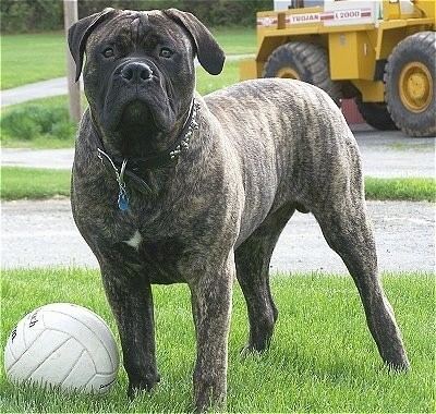 Bullmastiff Bullmastiff Dog Breed Information and Pictures