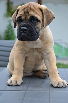 Bullmastiff httpsuploadwikimediaorgwikipediacommonsthu